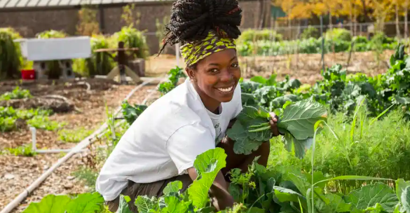 Person farming leafy greens