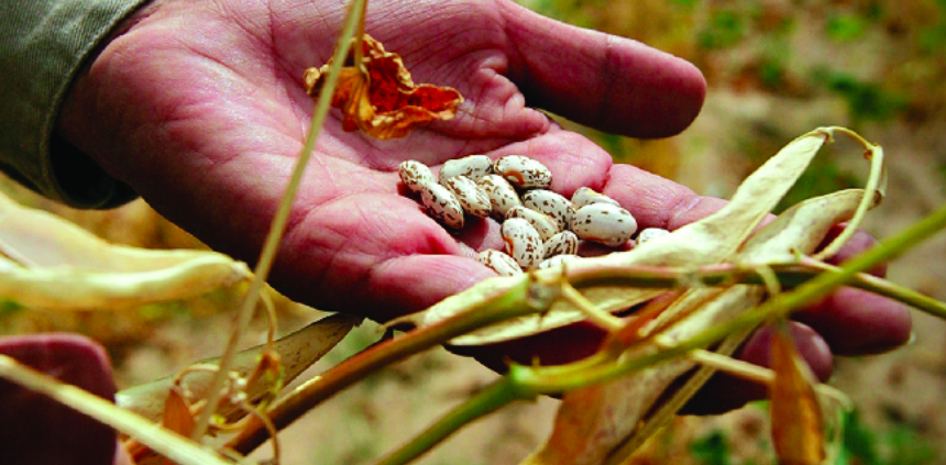 Person holding beans