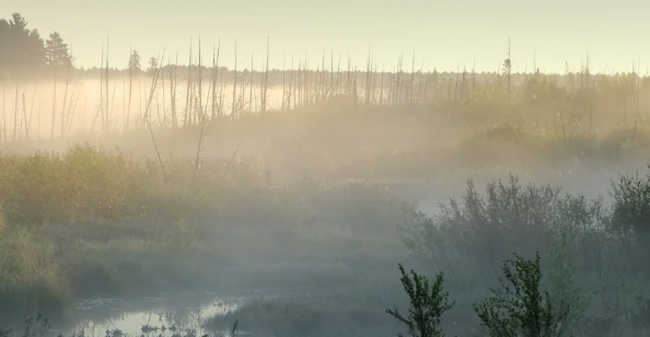 Foggy Landscape