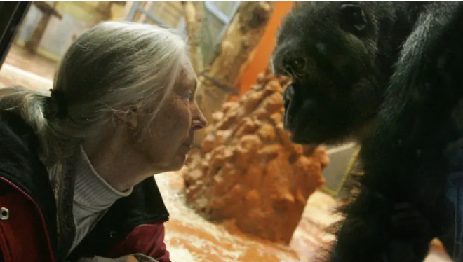 Jane Goodall and an ape